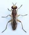 Oidematops ferrugineus - photo 4