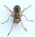 Oidematops ferrugineus - photo 5