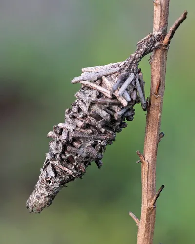 Abbot's Bagworm Moth - photo 3
