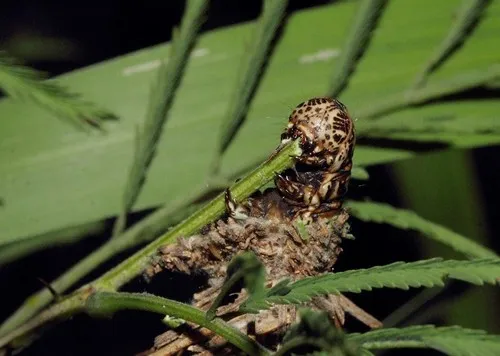 Abbot's Bagworm Moth - photo 4