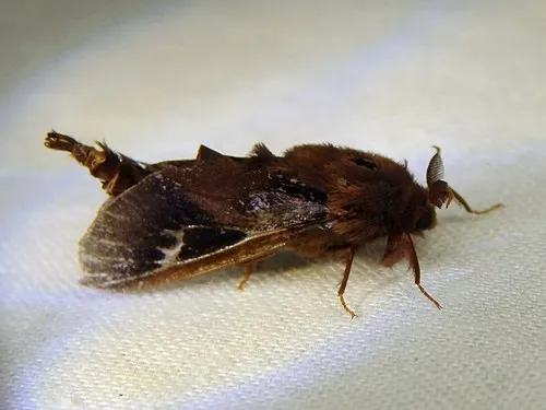 Abbot's Bagworm Moth - photo 5
