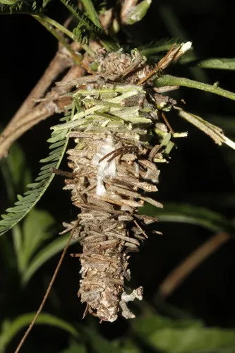 Abbot's Bagworm Moth - photo 6