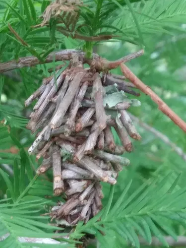 Abbot's Bagworm Moth - photo 7