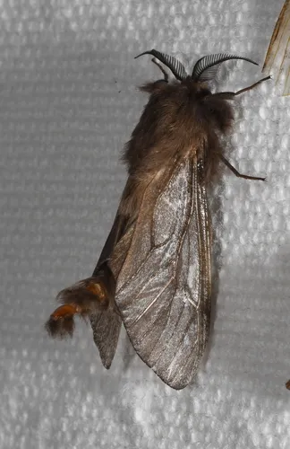 Oiketicus geyeri