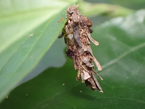 Argentine Bagworm - photo 5