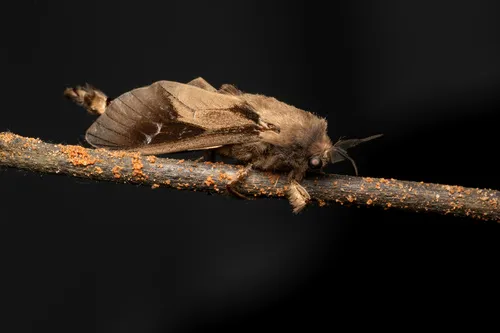 Argentine Bagworm - photo 6