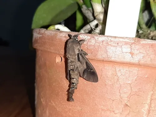 Argentine Bagworm - photo 7