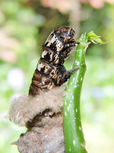 Argentine Bagworm - photo 8
