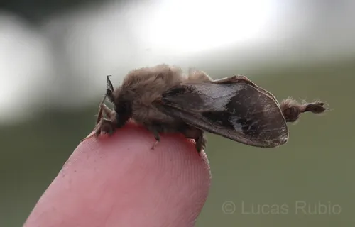 Oiketicus platensis