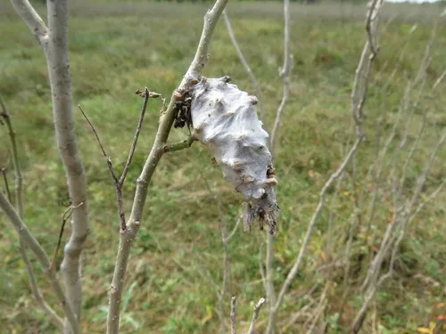 Oiketicus platensis - photo 4