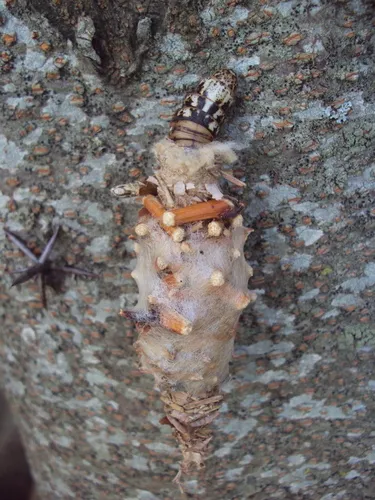 Oiketicus platensis - photo 6