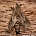 Oiketicus townsendi - Hodges#0453 - Oiketicus townsendi