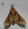 Oiketicus townsendi - Hodges#0453 - photo 2