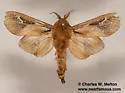 Oiketicus townsendi - Hodges#0453 - photo 3