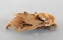 Oiketicus townsendi - Hodges#0453 - photo 4