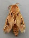 Oiketicus townsendi - Hodges#0453 - photo 5
