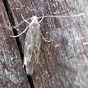 Yellow V Moth - Hodges#0434