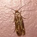 Yellow V Moth - Hodges#0434 - photo 2