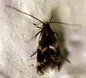 Yellow V Moth - Hodges#0434 - photo 3
