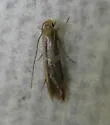 Yellow V Moth - Hodges#0434 - photo 4