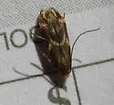 Yellow V Moth - Hodges#0434 - photo 5