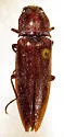 Oistus edmonstoni