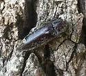 Oistus edmonstoni - photo 2