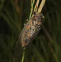 Okanagana balli - photo 4
