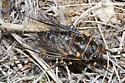 Mountain Cicada - photo 2