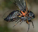 Mountain Cicada - photo 3