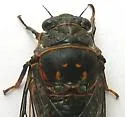 Mountain Cicada - photo 4