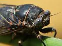 Mountain Cicada - photo 5
