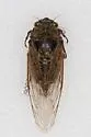 Okanagana canescens
