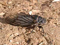 Okanagana fumipennis