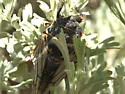 Okanagana fumipennis - photo 2