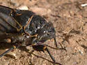 Okanagana fumipennis - photo 3