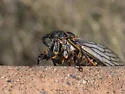 Okanagana fumipennis - photo 4