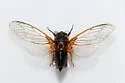 Okanagana luteobasalis