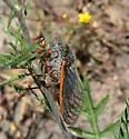 Okanagana magnifica