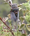 Okanagana mariposa
