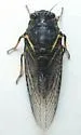 Okanagana nigrodorsata