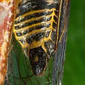 Okanagana noveboracensis - photo 2