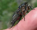 Okanagana occidentalis