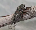 Okanagana occidentalis - photo 4