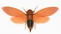 Okanagana opacipennis