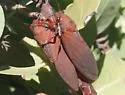Okanagana opacipennis - photo 2