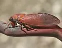 Okanagana opacipennis - photo 3