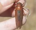 Okanagana opacipennis - photo 4