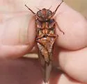 Okanagana opacipennis - photo 5