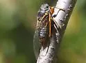 Okanagana ornata - photo 2